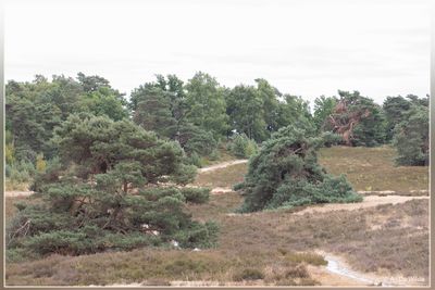 Brunssummerheide
