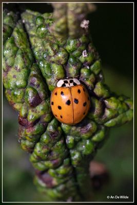 Kevers (bugs)