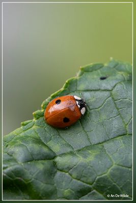 _MG_2667.jpg