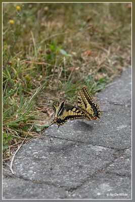 Vlinders