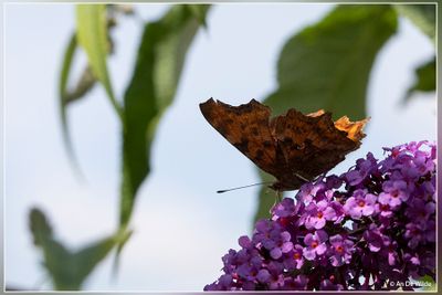 _MG_6813.jpg