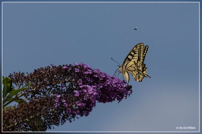 _MG_6817.jpg
