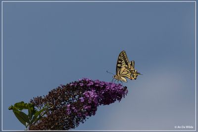 _MG_6819.jpg