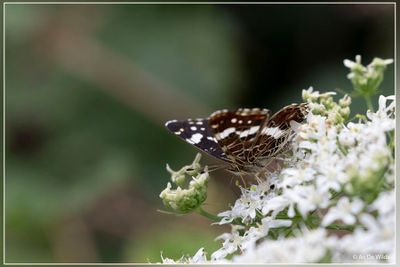 _MG_6961.jpg