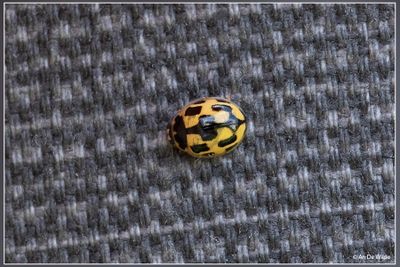 Kevers (bugs)