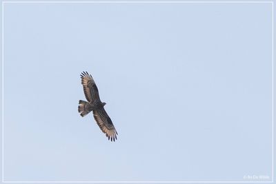 vogels birds