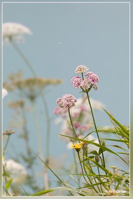 _MG_3026.jpg