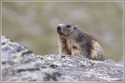 _MG_7049.jpg