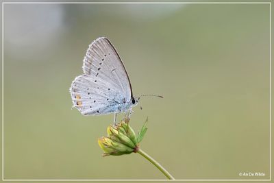 _MG_8372kopie.jpg
