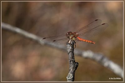 _MG_8628.jpg