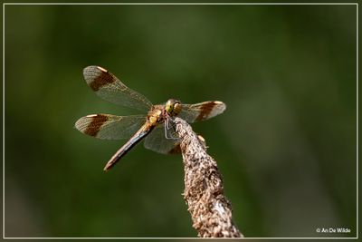 _MG_9008.jpg