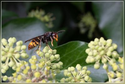 Bijen, hommels ,wespen en sluipwespen