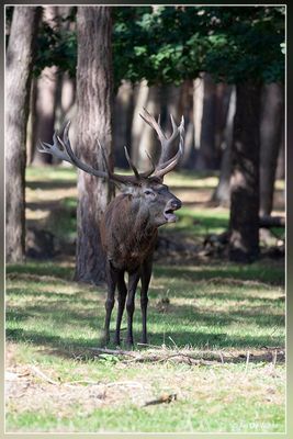 _MG_2177.jpg
