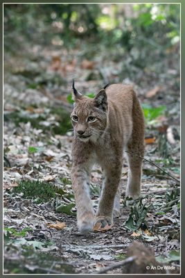 _MG_2269.jpg