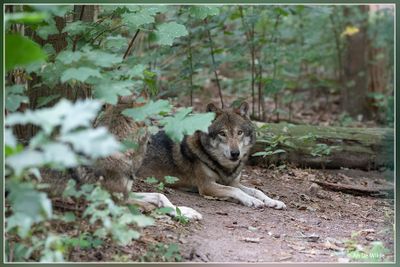_MG_2529.jpg