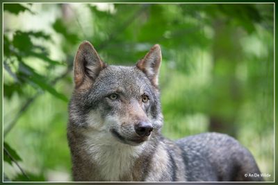 _MG_2570.jpg