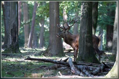 _MG_1805.jpg