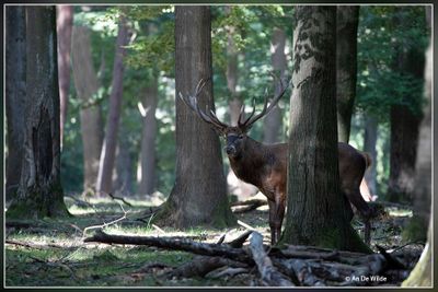 _MG_1815.jpg