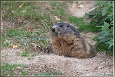 Wildpark Gangelt (D)