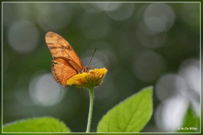Vlindersafari - Gemert 