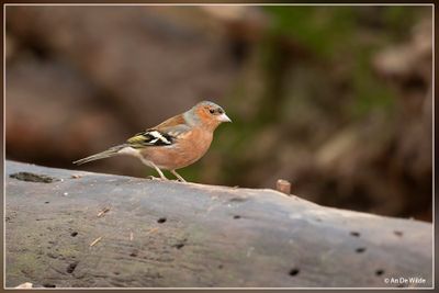Wandelbos - Tilburg (NL)