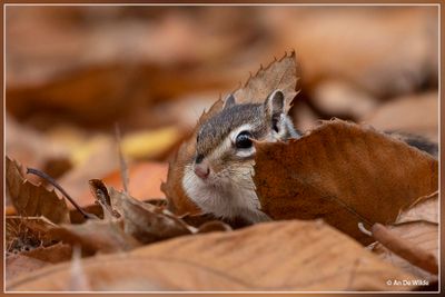 Wandelbos - Tilburg (NL)