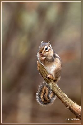 Wandelbos - Tilburg (NL)