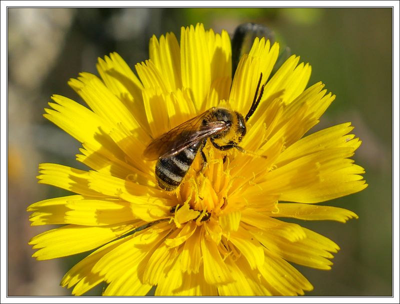 Late October Bee