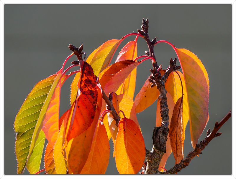 Autumnal Cherry Leaves