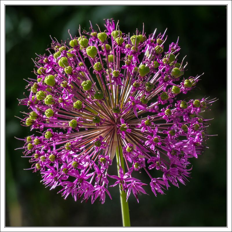 Amaryllis 
