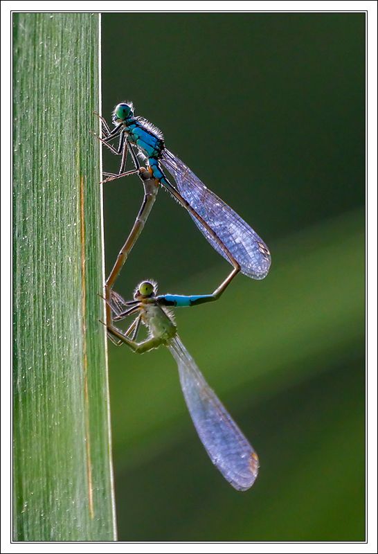 Damselflies...