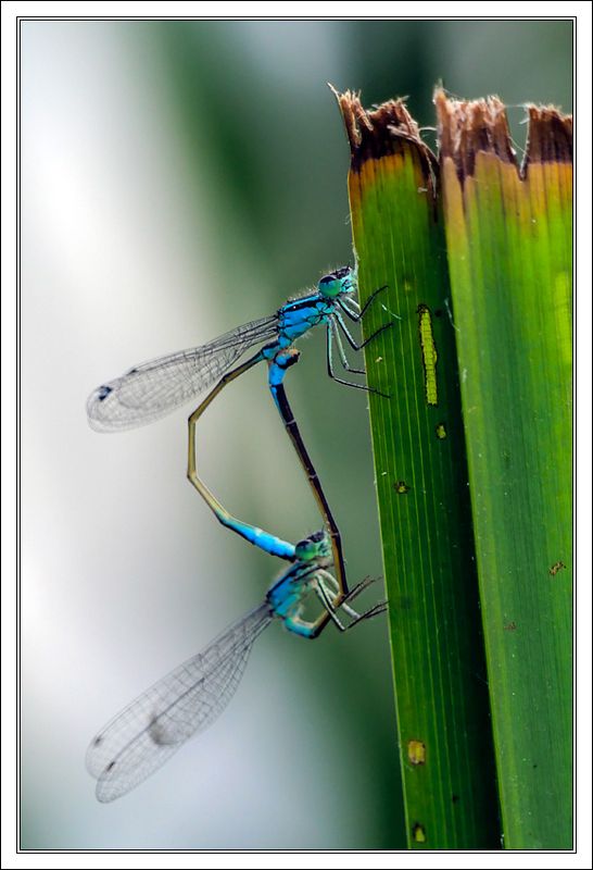 Damselflies  