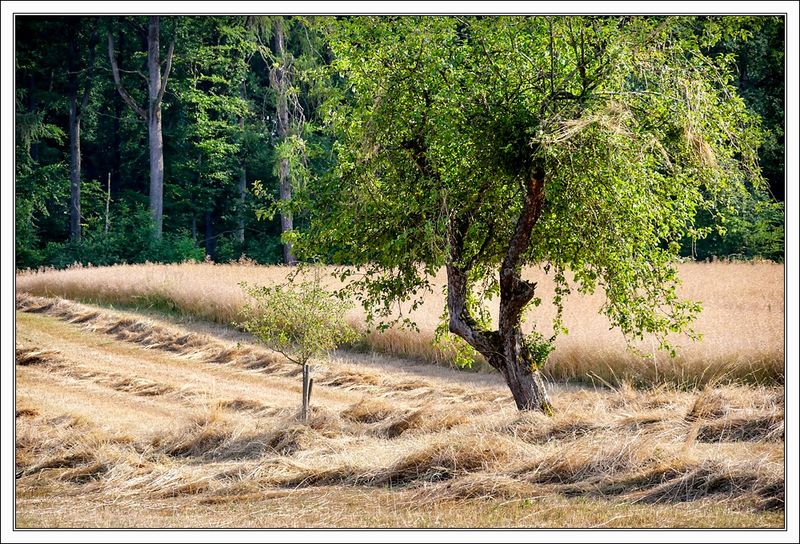 Harvest Time ...