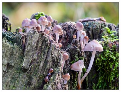 On a Weathered Stump ...