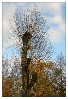 Pollard Willow