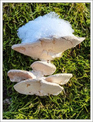Snow Capped...