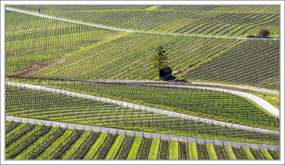 Vineyards ...