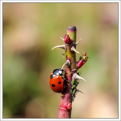Ladybird Bug with Food ...