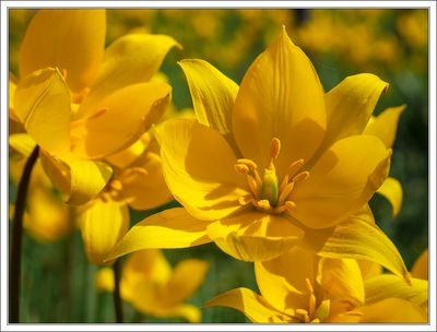 Vineyard Tulips