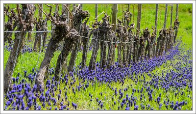 Vineyard Hyacinths 