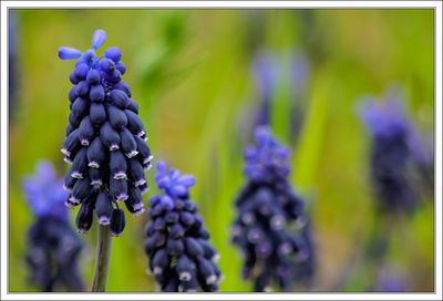 Hyacinths ...