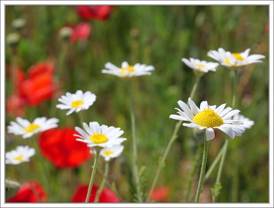 Spring Fields