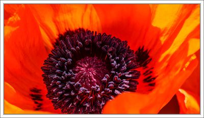 Poppy Inside ...