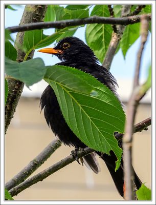 Blackbird Drying in the Sun ....