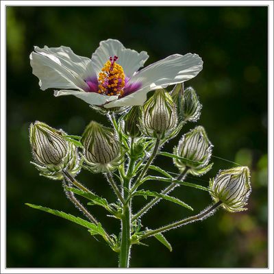 Venice Mallow 