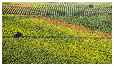 Vineyards ...