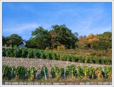 Old Vineyard ...