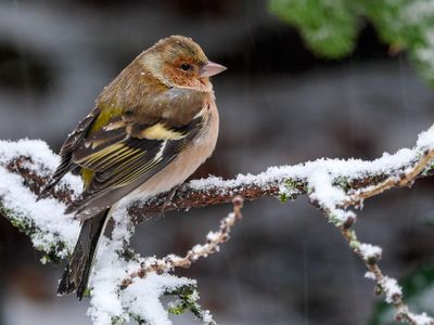 Chaffinch 