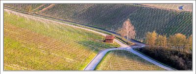 Early Spring in the Vineyards ...