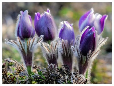 Pasque Flowers ...